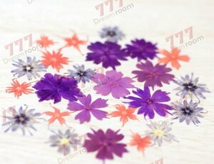  free shipping * genuine article pressed flower material hand made material for flower arrangement Star phlox Mix 