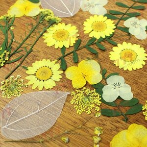 送料無料☆本物 押し花素材 ハンドメイド 花材 押し花セット（D）