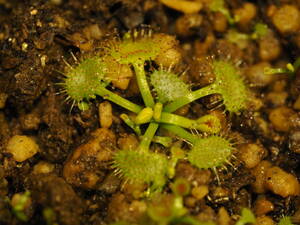 Drosera hookeri 無菌播種株 子株たくさん入！1鉢 食虫植物 モウセンゴケ ドロセラ