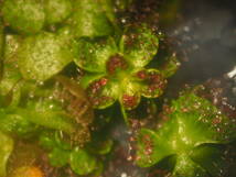 Drosera lowriei W.A. hyden Bushfire Rock Nature Reseve 無菌播種株 1~2株 ※説明要チェック フラスコ苗 食虫植物 モウセンゴケ ドロセラ_画像6