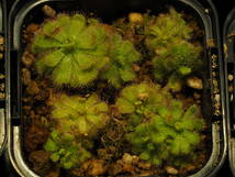 Drosera trinervia 無菌播種株 たくさん！入1鉢 食虫植物 モウセンゴケ ドロセラ_画像4