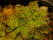 Drosera trinervia 無菌播種株 たくさん！入1鉢 食虫植物 モウセンゴケ ドロセラ_画像7