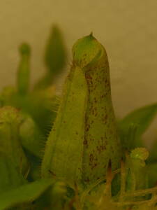 Nepenthes 不明種 組織培養株 1鉢 食虫植物 ウツボカズラ ネペンテス