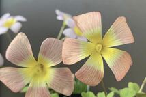 Oxalis obtusa moonrise 目玉焼きカラー♪(#^.^#) 球根3球_画像2