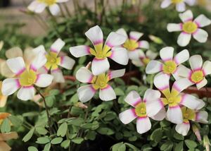 Oxalis obtusa Cream Dance большой колесо цветок глянец .. прекрасный departure цвет 2~3 лампочка 