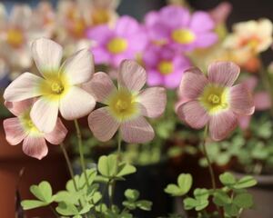 Oxalis obtusa moonrise Medama жарение цвет!(#^.^#) луковица 3 лампочка 