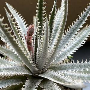 Dyckia 'Jaws' flower stem equipped ti Kia Jaws 