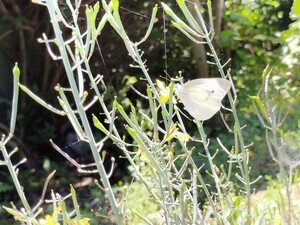 【卵と幼虫のセット】モンシロチョウの卵→１０個と幼虫→２匹です。小学生の理科 観察 飼育 自由研究 アゲハ蝶アゲハチョウの卵幼虫