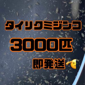 【タイリクミジンコ3000匹程　稚ミジンコ】送料無料めだか金魚etc.