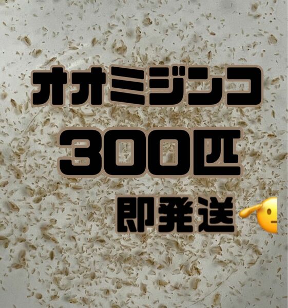 【オオミジンコ300匹程　大小ミックス】送料無料めだか金魚etc.