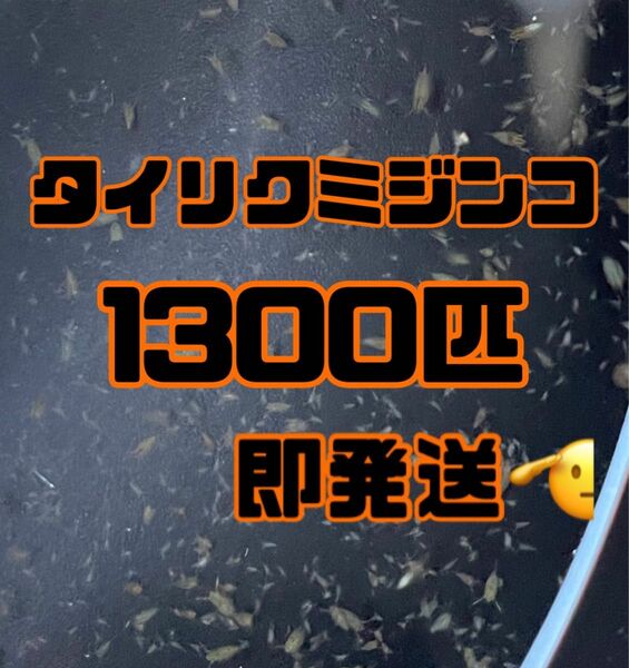 【タイリクミジンコ1300匹程　稚ミジンコ】送料無料めだか金魚etc.