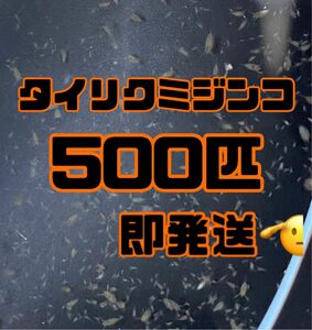 【タイリクミジンコ500匹程　稚ミジンコ】送料無料めだか金魚etc.