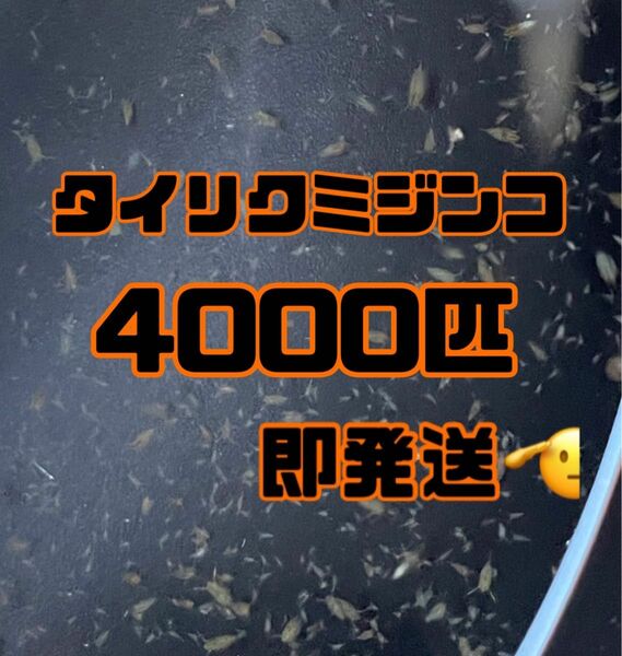 【タイリクミジンコ4000匹程　稚ミジンコ】送料無料めだか金魚etc.