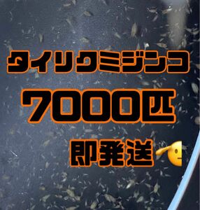 【タイリクミジンコ7000匹程　稚ミジンコ】送料無料めだか金魚etc.