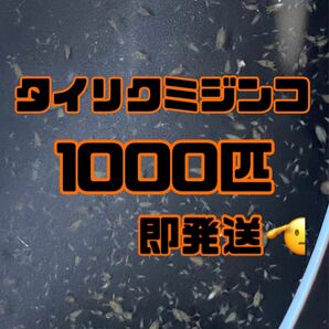 【タイリクミジンコ1000匹程　稚ミジンコ】送料無料めだか金魚etc.