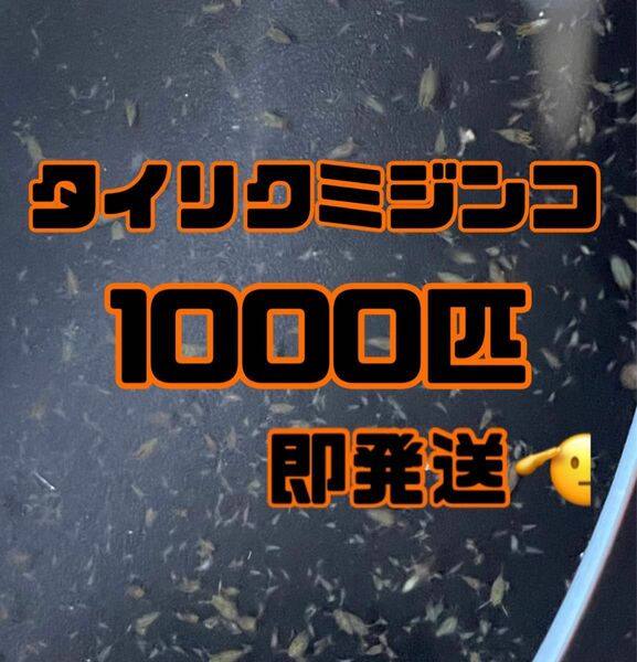 【タイリクミジンコ1000匹程　稚ミジンコ】送料無料めだか金魚etc.