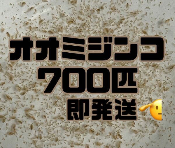 【オオミジンコ700匹程　大小ミックス】送料無料めだか金魚etc.