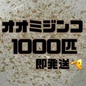 【オオミジンコ1000匹程　大小ミックス】送料無料めだか金魚etc.