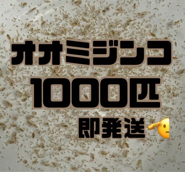 【オオミジンコ1000匹程　大小ミックス】送料無料めだか金魚etc.