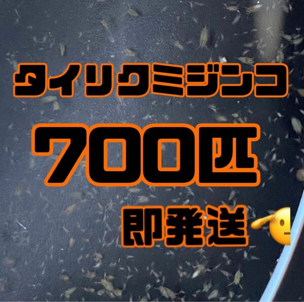 【タイリクミジンコ700匹程　稚ミジンコ】送料無料めだか金魚etc.