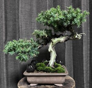  bonsai [. pine ] mountain ..60 year mountain tree thread . river genuine Kashiwa Japanese black pin red pine .. pine pine Kashiwa kind 