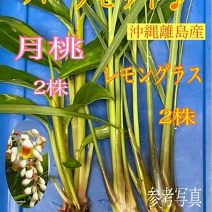 setー10 月桃の苗　レモングラス　苗　ネコポス専用箱使用　南の島よりお届け☆彡　ハーブ　抗菌作用