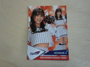 BBM 2023 華　53 MOMOKA Passion 東京ヤクルトスワローズ プロ野球チアリーダーカード DANCING HEROINE