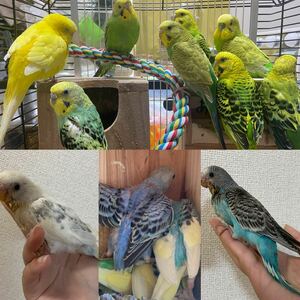 【セキセイインコ 食用卵】