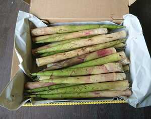 [ free shipping | takkyubin (home delivery service) compact ] root bend bamboo 1. and more fat thing only . carefuly selected . bamboo natural carefuly selected goods selection another settled .. length direct delivery Gifu prefecture production 