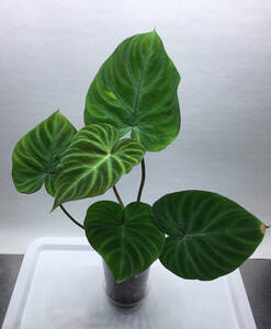 フィロデンドロン ベルコーサム コスタリカ　Philodendron Verrucosum CostRica　【熱帯植物　アロイド】