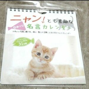 ニャン！とも素敵な日めくり名言カレンダー　31日版　壁掛け　ネコ　 ダイソー 　猫