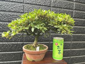 盆栽　皐月　さつき　華厳　ケゴン　現品