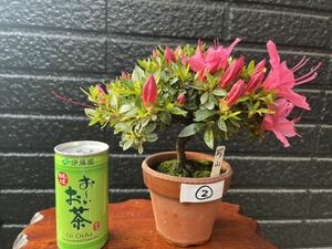 盆栽　皐月　さつき　小品盆栽　珍山② 現品　即決