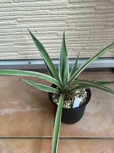 アガベ　ハクセンコウ　Agave angstifolia