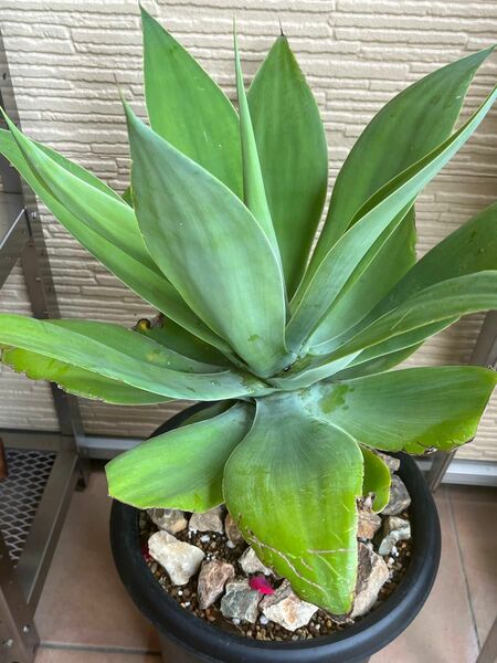 アガベ　アテナータ　Agave attenuata 3株　チタノタ