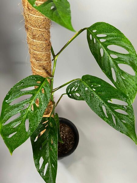 モンステラ　オブリクア　ナポ　Monstera cf obliqua Napo9