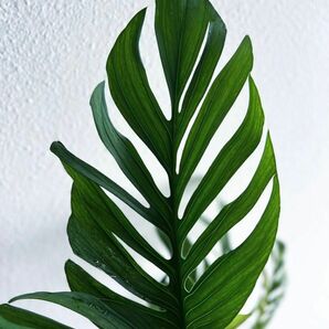 Monstera cf pinnatipartita ピナティパルティタ　13