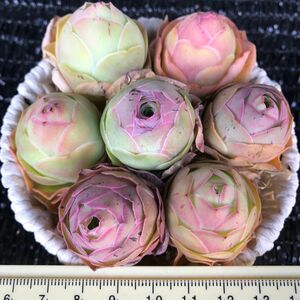 SALE 超レア　多肉植物　グリーノビア　パルマ　抜き苗　7点セット