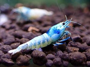[ same day shipping correspondence ] turquoise shadow shrimp 10 pcs < female individual contains /1.2~1.5./ high quality >* two or more successful bids . individual service!