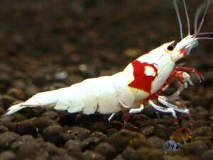 [ same day shipping correspondence ] Mothra 5 pcs < Red Bee Shrimp / female individual contains /1.3~1.6./ high quality >* two or more successful bids . individual service!