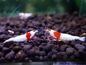 [ same day shipping correspondence ] Red Bee Shrimp 10 pcs < female individual contains / Mothra outline of the sun series /1.0~1.2./. individual >* two or more successful bids . individual service!