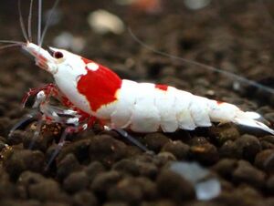 [ same day shipping correspondence ] Red Bee Shrimp 10 pcs < female individual contains / Mothra outline of the sun series /1.3~1.6./ high quality >* two or more successful bids . individual service!