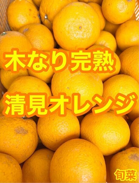 清見オレンジ　【低農薬】木なり完熟　ご家庭用　約5キロ　別格で甘い