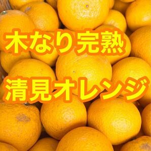 清見オレンジ　【低農薬】木なり完熟　ご家庭用(綺麗目)約5キロ　別格で甘い