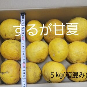 訳あり　するが甘夏　５kg　現品