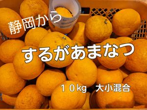 するがあまなつ　１０kg　訳あり　大小混合