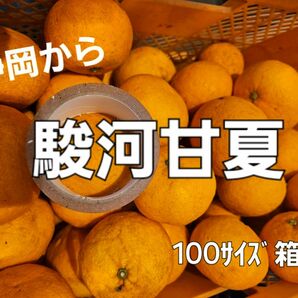 スルガあまなつ　１００サイズ箱分　大小混合