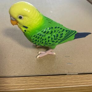 おしゃべりインコちゃん