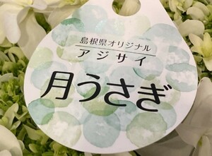 島根県オリジナル☆バイトラシア☆白うざき☆5号鉢☆超希少☆