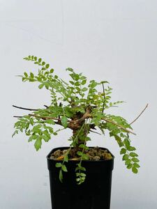 0135ボスウェリア　ネグレクタ　発根済みコーデックス パキポディウム パキプス オペルクリカリア コミフォラ 塊根植物 